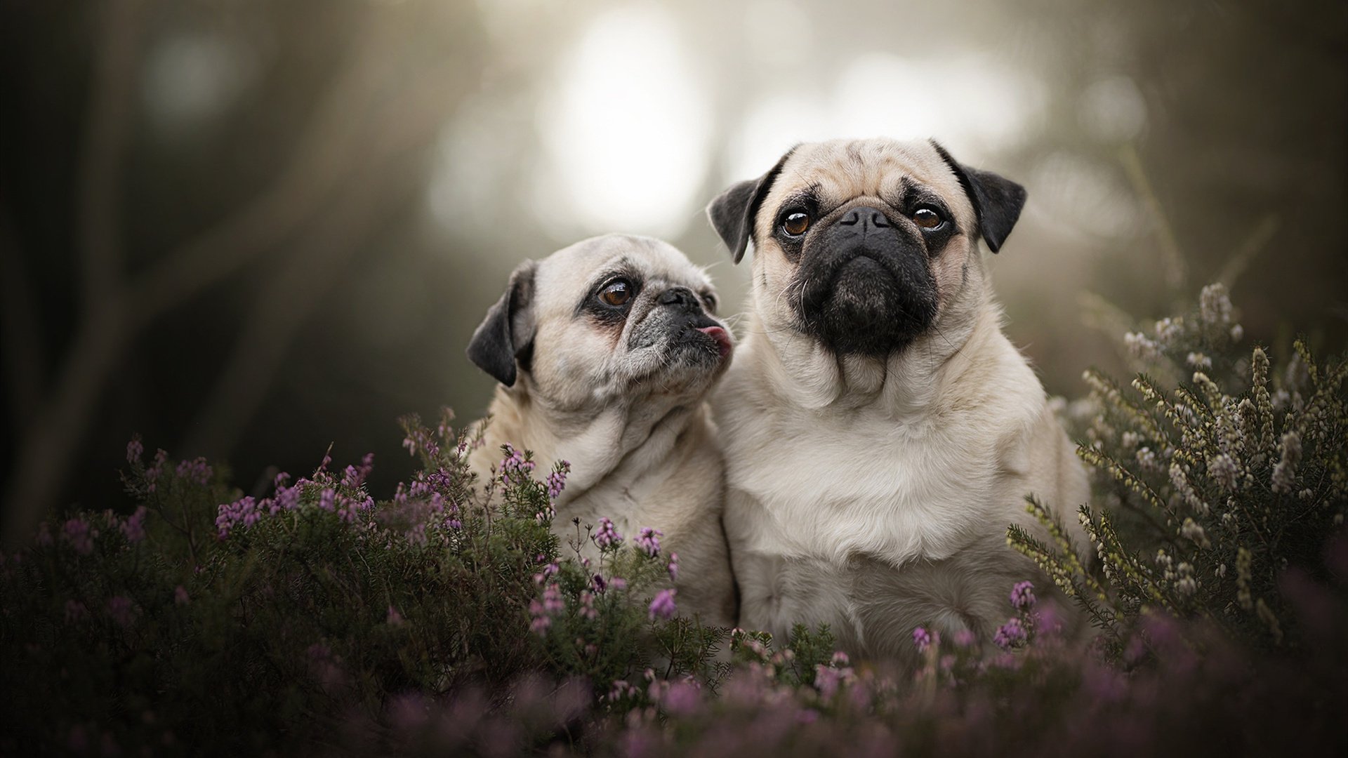 冷焰灼冰,摩洛哥利刃掀翻北欧巨舰,与巴尔韦德的神勇遥相呼应