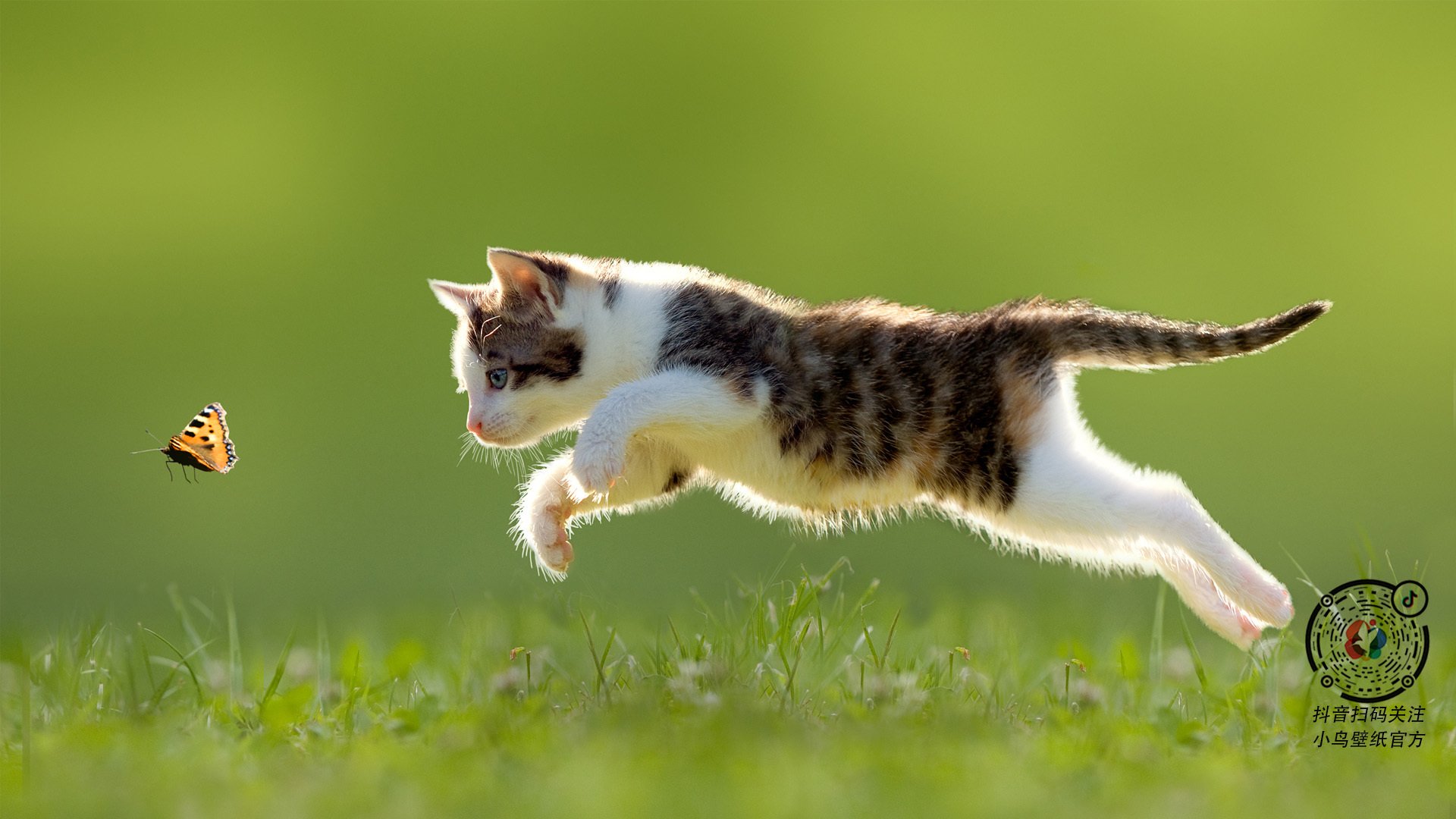 哈登暴走37+12！黄蜂蛰晕森林狼，联盟最强双能卫强势正名