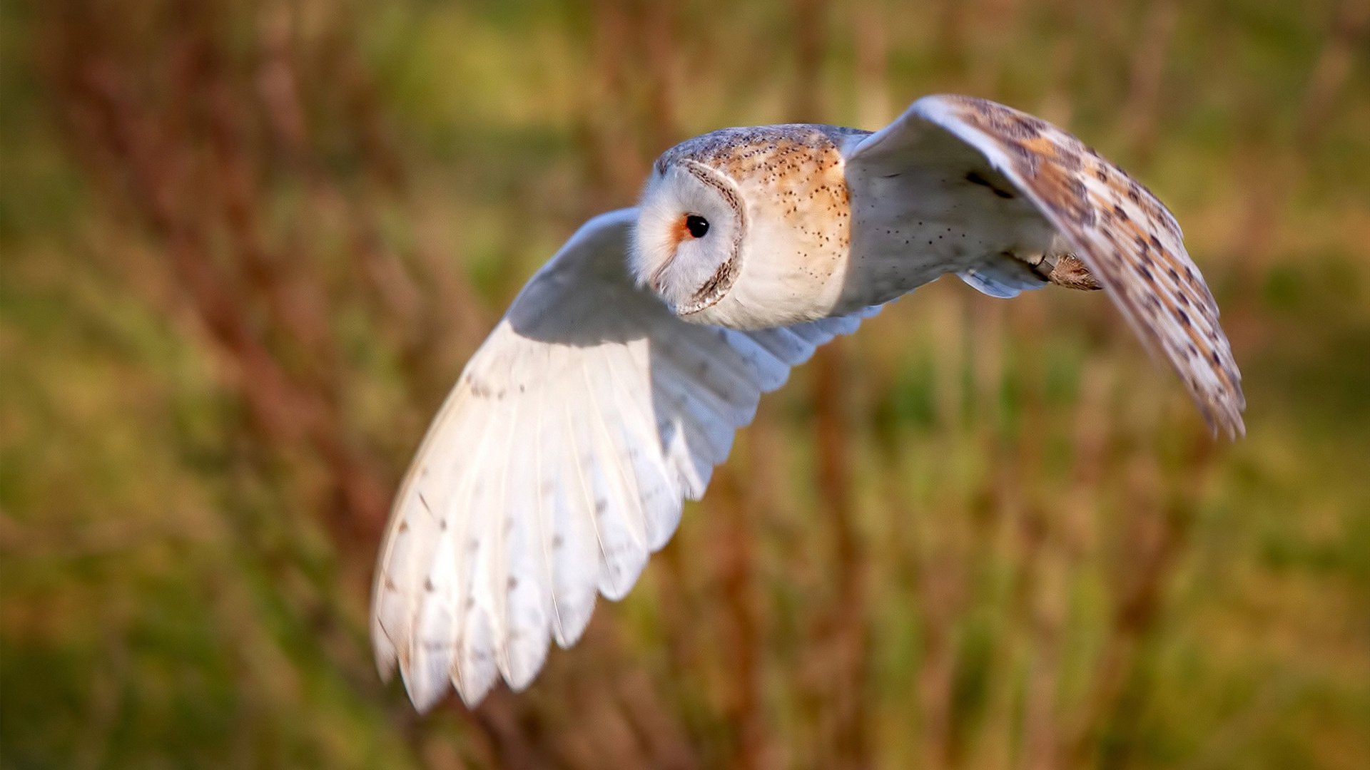 跨界焦点战，新疆队在东决风格关键战中速胜马刺，改写篮球历史