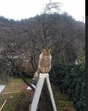 铁幕与新生,当班凯罗用防守宣告主宰,雄鹿的利刃在无声中锈蚀