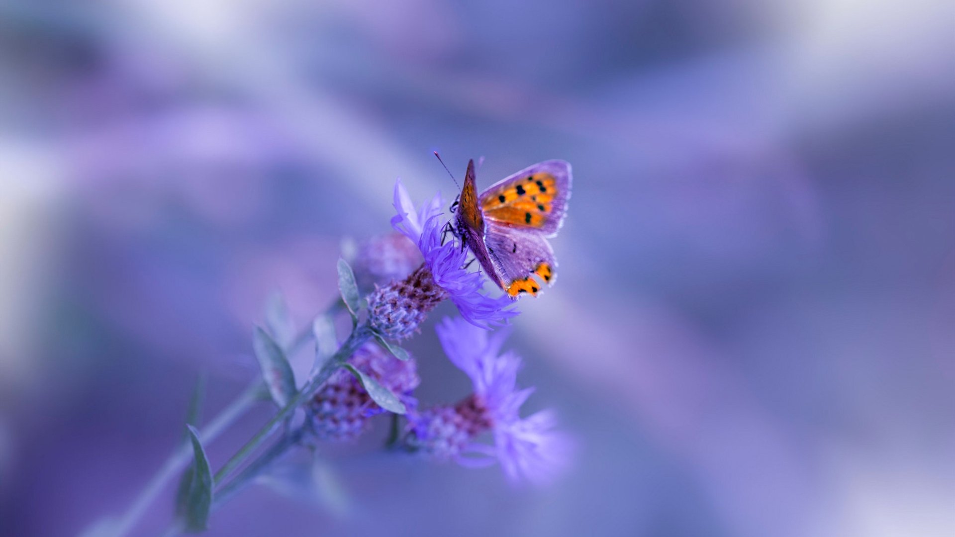 跨界烽烟,广东黑马掀翻汽车城,杜兰特化身破局之剑