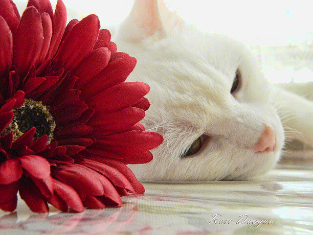 新王当立，当几内亚闪电撕裂秘鲁，基耶萨于2026世界杯展露君临之相