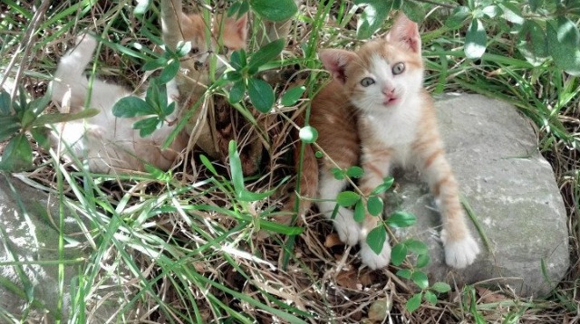 福登手术刀刺穿瑞士铁壁，尤文式防守哲学决胜欧洲之巅