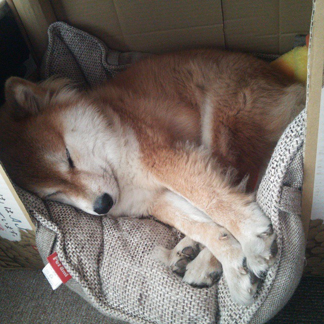 贝蒂斯爆冷威尔士，当伊布的晚霞照亮一代人的黄昏