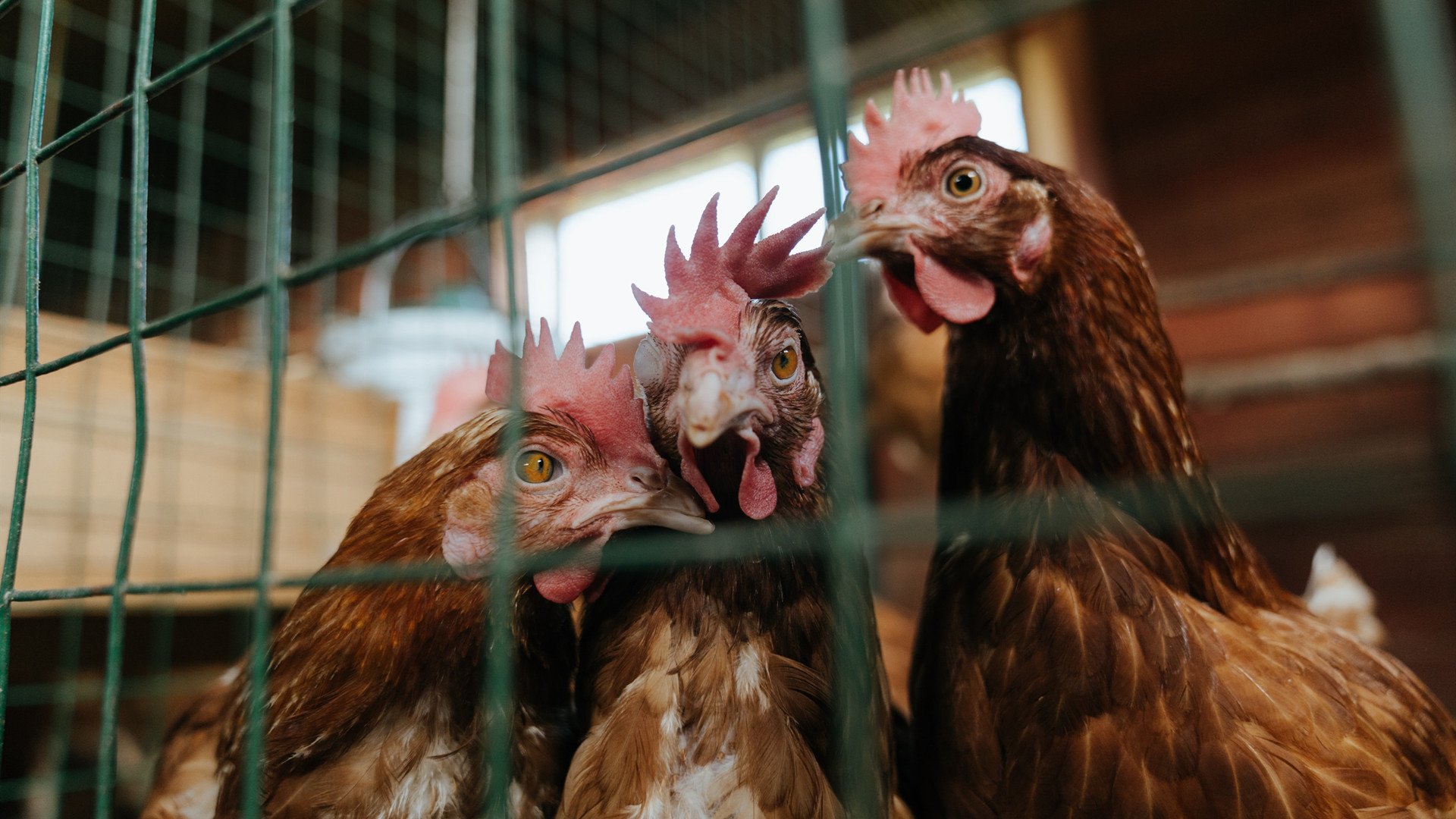 跨界王者，黄蜂火力压制活塞，小贾伦在美加墨世界杯接管比赛