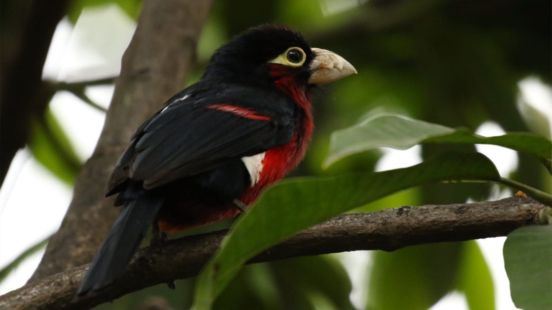 西决先导片，东契奇关键助攻，湖人大捷开拓者的背后推手