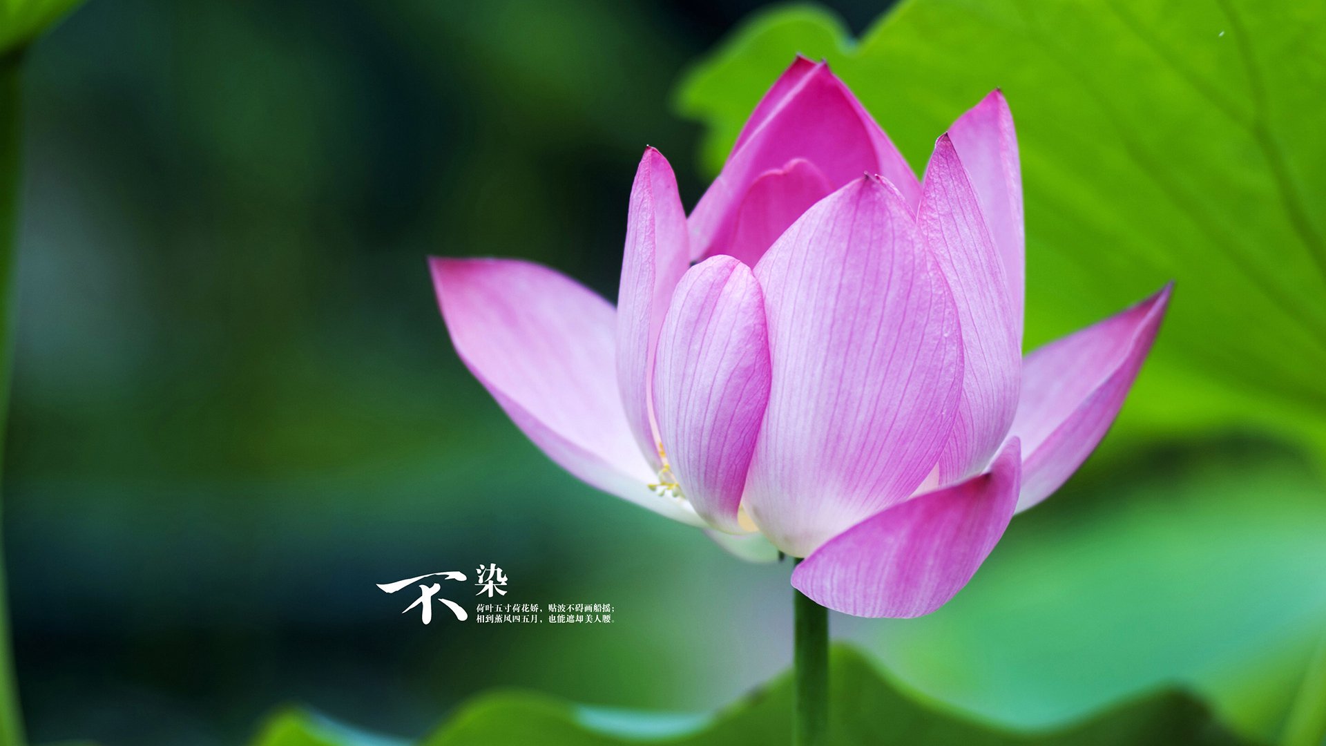 星野芬兰，当伊萨克刺破塞维利亚的黄昏