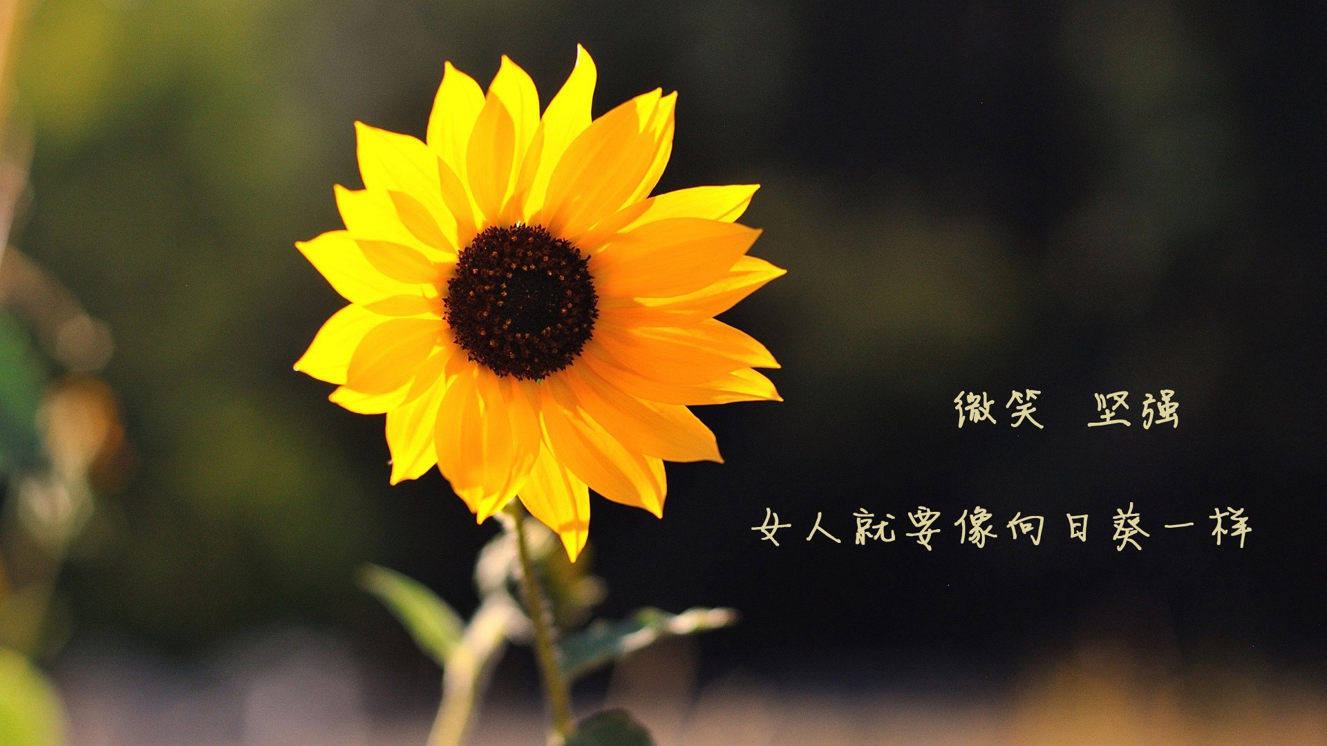 唯此一击,在法兰西的钢铁洪流中,塔雷米筑起波斯铁骑的永恒碑文
