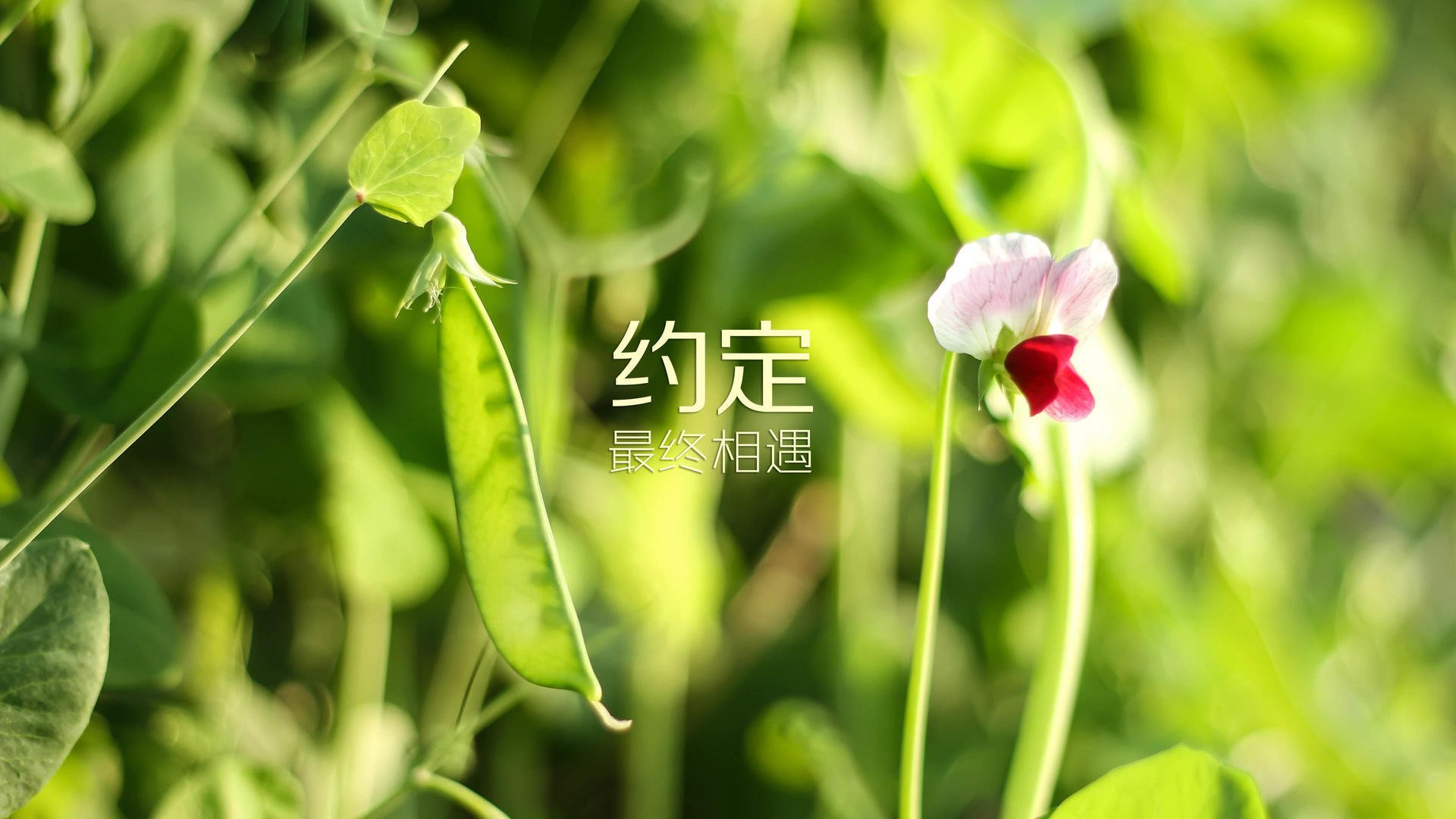 血与钢的史诗,2026世界杯四分之一决赛,那场改写亚洲足球史册的唯一逆袭