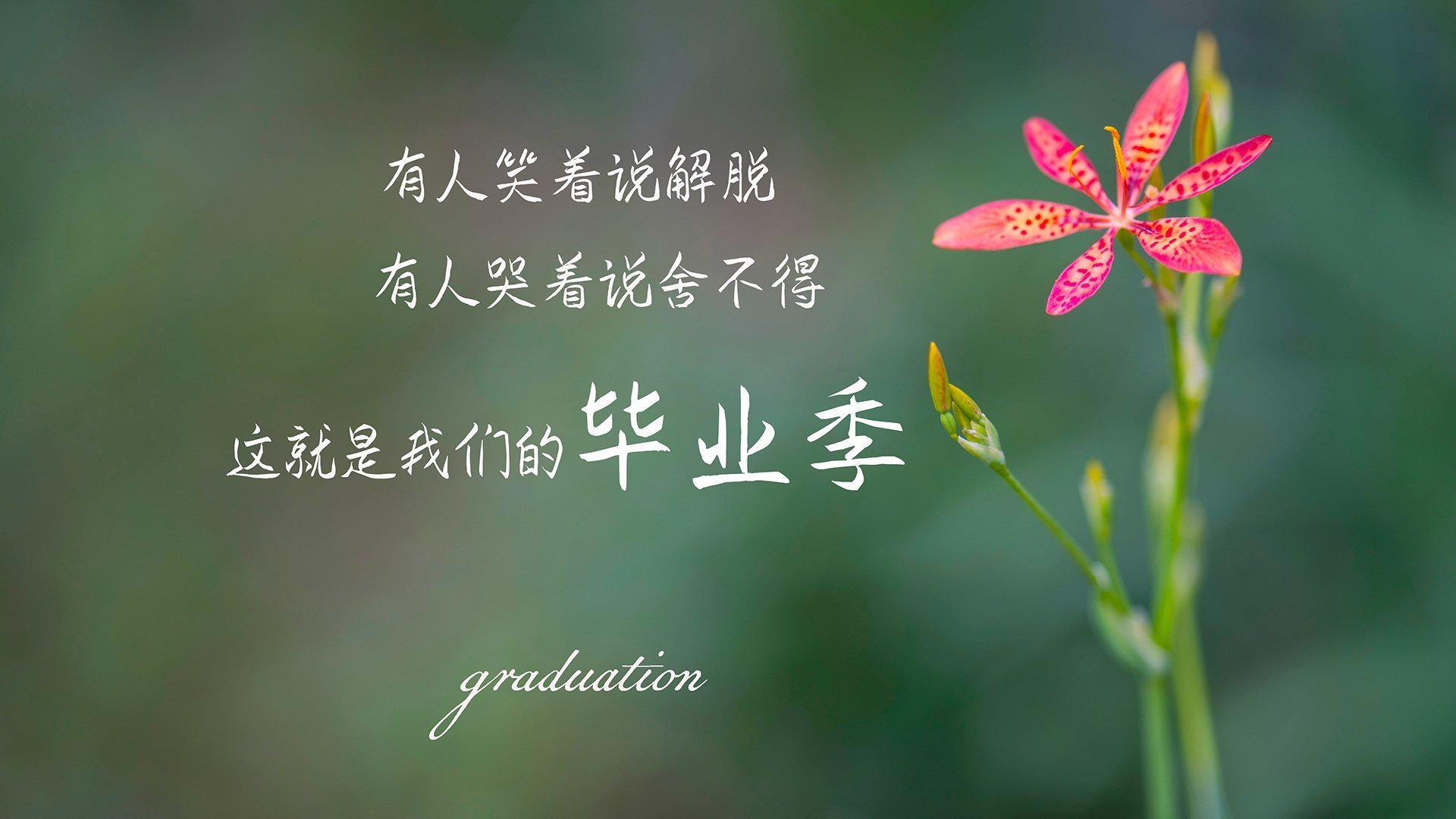 2026世界杯H组唯一变奏曲,费利克斯的星光与高卢雄鸡的临场困局